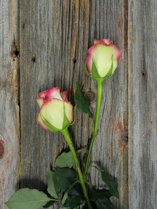 PRIME TIME  BI-COLOR WHITE/HOT PINK/GREEN ROSES